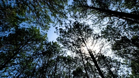 View up or bottom view of pine trees in forest in the sunshine Stock Footage 99704175