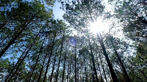 View up or bottom view of pine trees in a forest in the sunshine Stock Footage 99705840