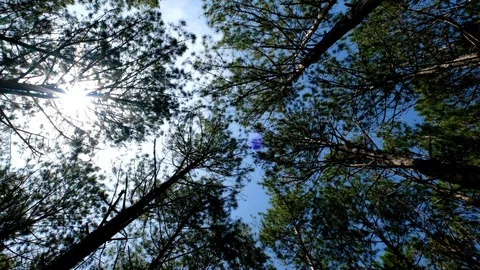 View up or bottom view of pine trees in forest in the sunshine Stock Footage 99708739