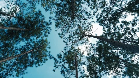 View up or bottom view of pine trees in the forest in the sunshine Stock Footage 114980329