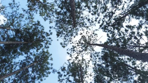View up or bottom view of pine trees in the forest in the sunshine Stock Footage 114980539
