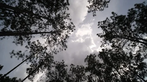 View up or bottom view of pine trees in forest in sunshine Stock Footage 119465475