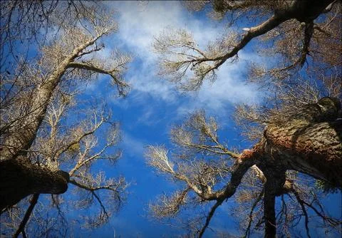 View up or bottom view of trees in forest Stock Photos
