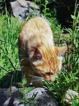 View of an orange cat exploring the grass on a sunny day Foto stock