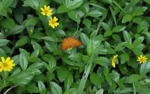 View from the up an orange colored common leopard butterfly Stock Photos