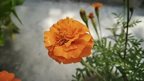 View of orange flowers blowing Stock Footage 145591929