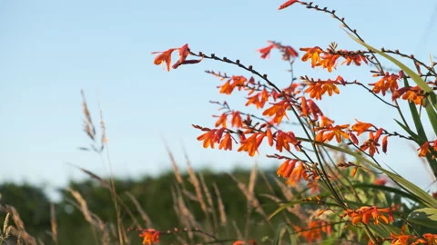 View of orange flowers moving from the wind in front of a blue sky Stockbeeldmateriaal 135828492