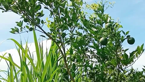 View of orange fruit and blue sky with white clouds Stock Footage 310489352
