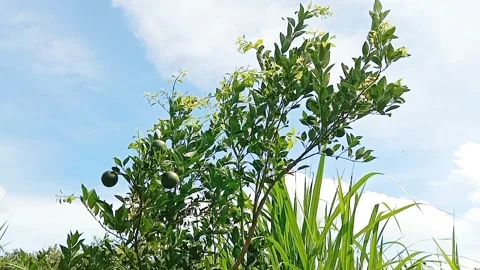 View of orange fruit with blue sky and white clouds Stock Footage 310489381