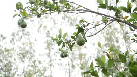 View of orange tree branch with green oranges hanging on tree Vídeo Stock 151956758