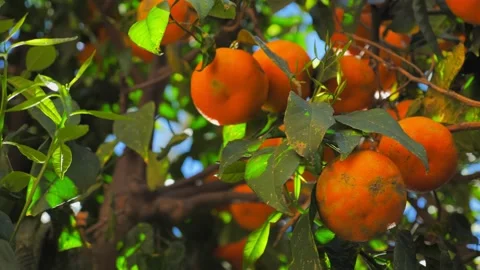 View of the orange tree on a sunny day. Stock Footage 153150850