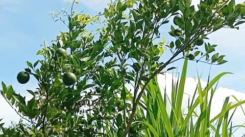 View of orange trees and blue sky with white clouds Video stock 310489354