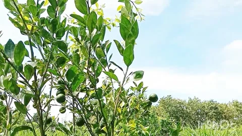View of orange trees and blue sky with white clouds Stock Footage 310489872