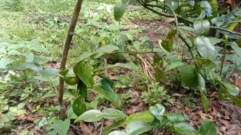 The view of the orange trees Stock Footage 233398018