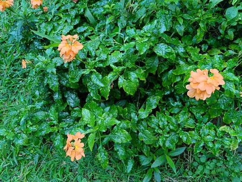 View orange versus green Stock Photos