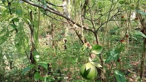 View of oranges in the garden Stock Footage 313818001