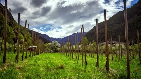 View of the orchard in the mountains of Norway. Video stock 340639820