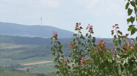 View from the orchard onthe TV tower in the distance Stock-Footage 41105989