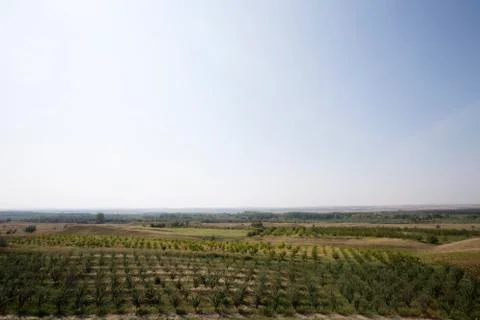 View of an orchard. Stock Photos