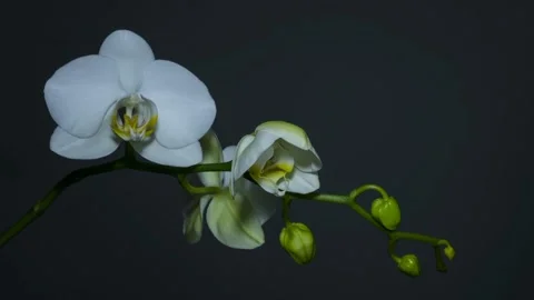 The view of the orchid flowers Stock Footage 233242423