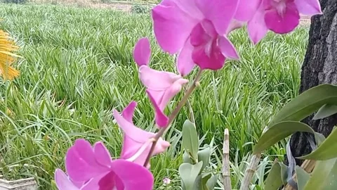 The view of orchid flowers Stock Footage 243693706