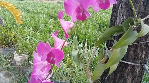 The view of orchid flowers Stock Footage 243693707