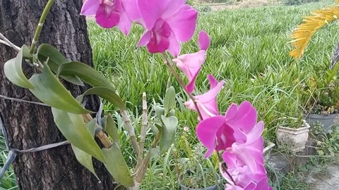 The view of orchid flowers Stock Footage 243693711