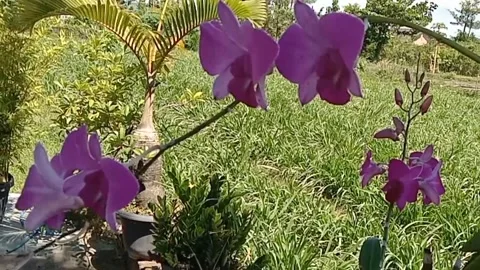 View of orchid flowers Stock Footage 245940925