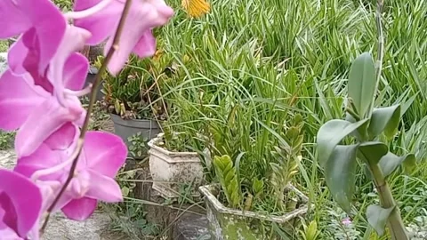 View of orchids Stock Footage 243693716