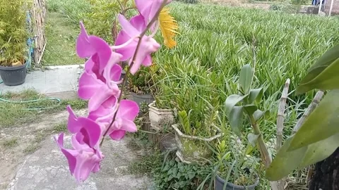 View of orchids Stock Footage 243693730