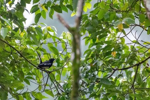 View of a oriental magpie robin, a small passerine bird common in urban garde Fotos Stock