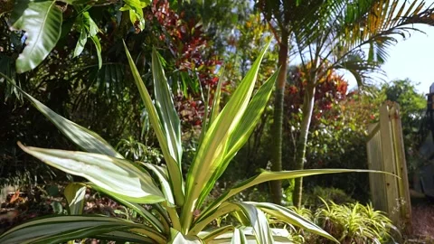 View of ornamental plants and trees displayed beautifully in a landscaped g.. Stock Footage 336733604