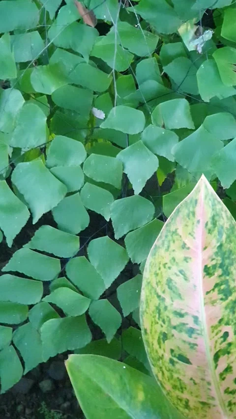 View of ornamental plants in the yard Stock Footage 310966023