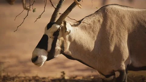 View of an oryx in the desert of Namibia. 스톡 동영상 339917538