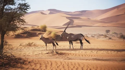 View of oryx in the Sossusvlei desert, Namibia. Stock Footage 339917669