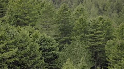 View out across a vast forest of redwood trees, Rotorua, New Zealand Stock-Footage 157941595