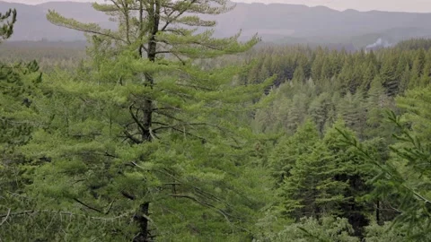 View out across a vast forest of redwood trees, Rotorua, New Zealand Stock Footage 157941790