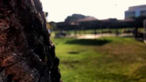 View of an out of focus park from behind a tree trunk Vídeos de archivo 244992076