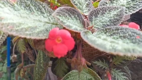 View of oval leafed flowers Stock Footage 320814624