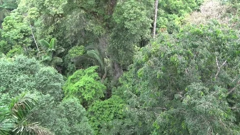 View over amazon rainforest Stock Footage 70717026