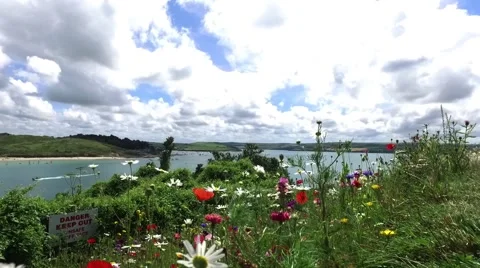 View over beautiful Cornish estuary, through poppies daisies and dandelions. Stock Footage 65446051