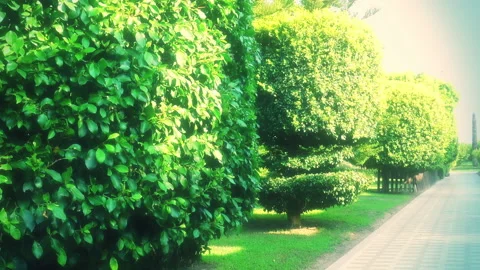 A view over beautiful decorated greenery in park Vidéo 143436631