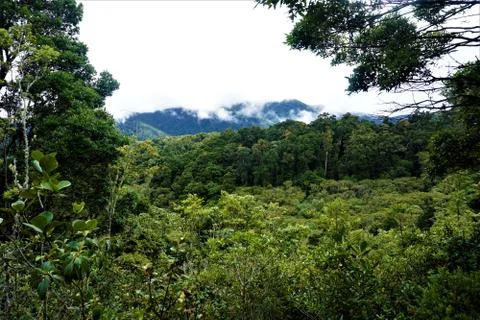 View over the cloud forest in San Gerardo de Dota Stock Photos