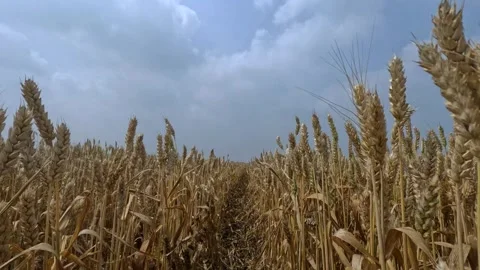 View over the cornfield in Zeeland Video stock 295115359