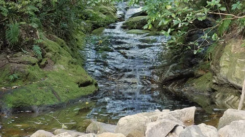 View over Coromandel Forest Park near Pinnacles summit Stock Footage 104783306