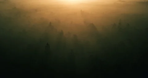 View Over a Dark Lush Misty Forest During a Golden Sunrise Stock Footage 127764860