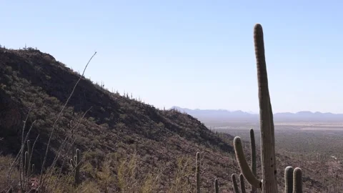 View Over Desert Land Filled With Cacti Tilt Down Video stock 148403314