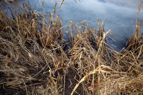 View over dried brown grass of a frozen pond Foto stock