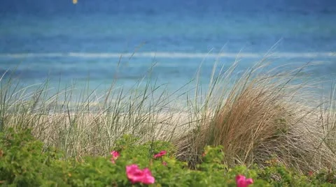 View over the dune grass on the German Baltic coast in Heiligendamm Stock Footage 11134589