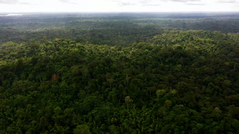 View over the endless expanses of the Amazon rainforest Stock Footage 247807524